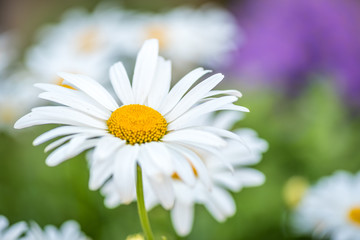 Fototapeta na wymiar Camomile / daisy flower