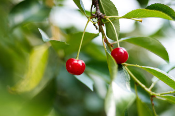 Red sweet Cherries hanging on a cherry tree branch on blurred background. Juicy Cherry on the tree in nature/Young ripening cherries on a tree in the garden at the farm. Ripe red fruit.Organic farming
