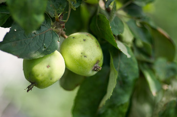 Green apples grow on apple tree branch with leaves under sunlight close-up. Ripe apples on the tree in nature/Apple growing on tree in garden.Apples on a branch