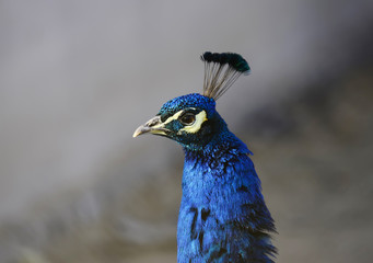 The peacock, close-up of the head