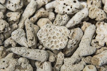 interesting texture from a closeup of coral rock