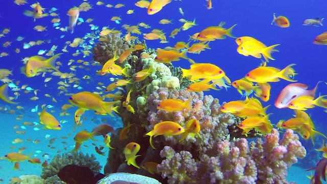 Colorful Tropical Fishes Seascape. Picture of a wonderful and beautiful underwater colorful fishes blue-green chromis, scalefin anthias fish and corals in the tropical reef of the Red Sea, Dahab, Egyp