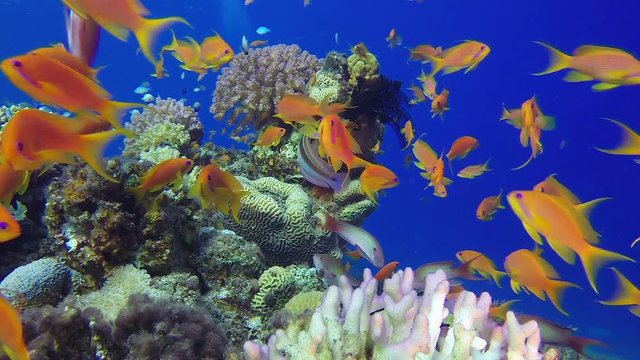 Tropical Sea Fishes Underwater. Picture of a wonderful and beautiful underwater colorful fishes scalefin anthias fish with soft and hard corals in the tropical reef of the Red Sea, Dahab, Egypt.