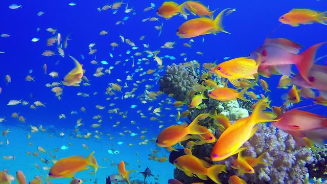 Underwater Tropical Seascape. Picture of a wonderful and beautiful underwater colorful fishes blue-green chromis, scalefin anthias fish and corals in the tropical reef of the Red Sea, Dahab, Egypt.