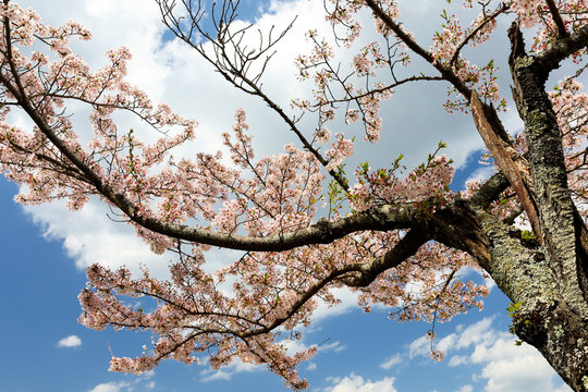 Cherry Blossom with Blue Sky as background at Kyoto, Japan. Photo shows shallow depth of field.