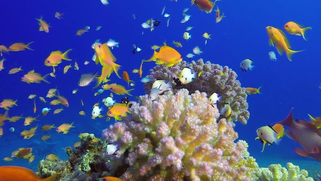 Tropical Colorful Underwater Seascape. Picture of a wonderful and beautiful underwater colorful fishes blue-green chromis, scalefin anthias fish and corals in the tropical reef of the Red Sea, Dahab, 