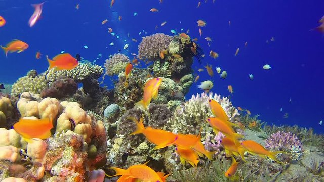 Colorful Underwater Seascape. Picture of a wonderful and beautiful underwater colorful fishes scalefin anthias fish with soft and hard corals in the tropical reef of the Red Sea, Dahab, Egypt.