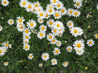 white daisy flower © Claudio Divizia