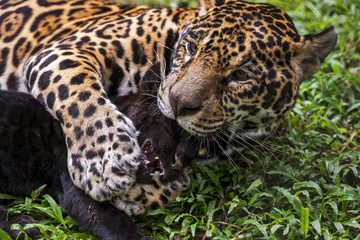 Fototapeta na wymiar Mom Jaguar and black cub