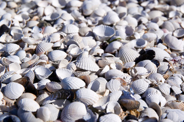 group of white sea shells on beach