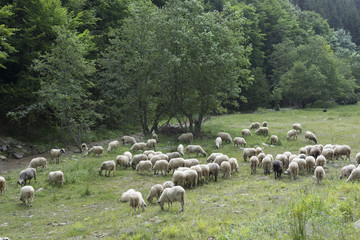 A flock of sheep in the countryside of the Maramures region