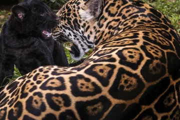 Tuinposter Mom Jaguar and black cub © Leonardo
