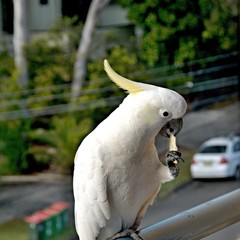 Australian Sulphur-crested Cockatoo standing holding and eating a cracker.