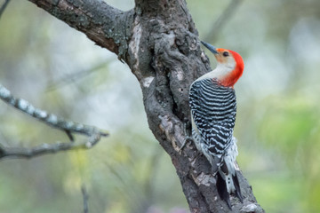 Red-bellied Woodpecker