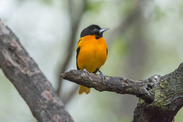  Baltimore Oriole