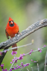 Northern Cardinal