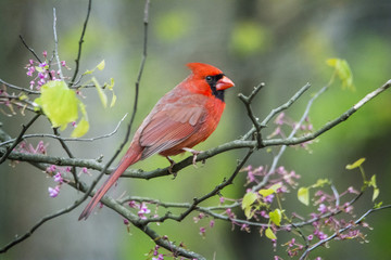 Northern Cardinal - 162014066