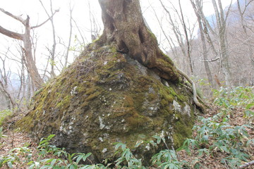 巨石の上にのしかかる大木(宮城県)