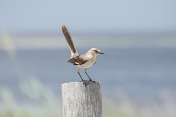 Mocking Bird on a post