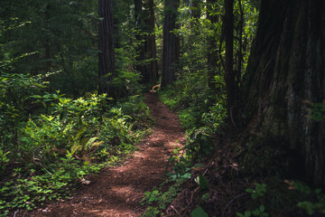 Lush forest hiking path.