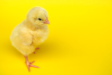 chick in studio yellow background chicken hen baby animal