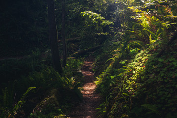 Lush forest hiking path.
