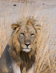 Male Lion - Zambia