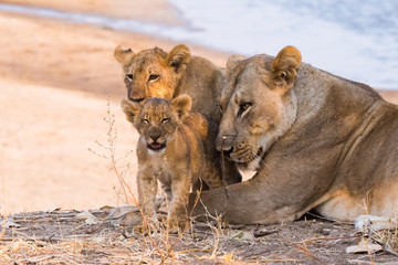 Lioness with cubs