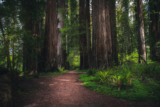 Fototapeta Lush forest hiking path.