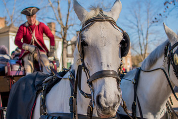 Obraz premium Horse Carriage