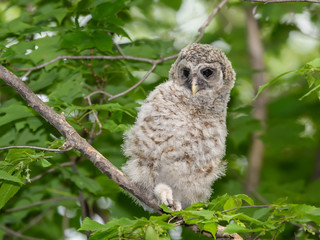 Barred Owlet Perched on Branch
