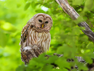 Barred Owl  