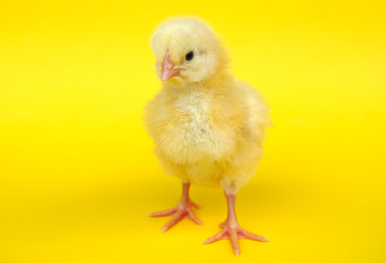 little chick on yellow background studio vibrant color