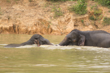 Wild elephant playing water Kuiburi National Park, Thailand 3