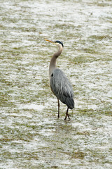 Blue Heron