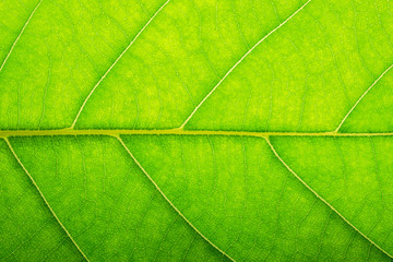Fototapeta na wymiar Close-ups Pattern of leaves background