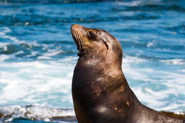 Fototapeta premium Side view of the head of a California sea lion (Zalophus californianus) sunning himself at La Jolla Cove in San Diego County. 