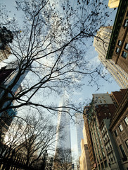 One World Trade Center and surrounding buildings viewed through tree branches below