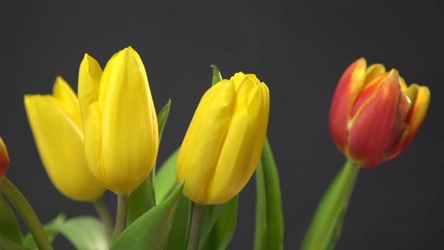 Close up of bunch of red yellow tulips flowers on dark black background 4K ProRes HQ codec