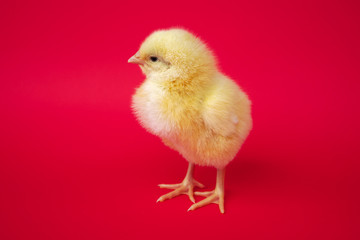 yellow chick on red background studio closeup