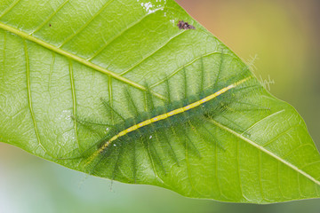 Mango Baron (Euthalia aconthea) caterpillar