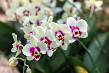 Fototapeta na wymiar Beautiful and colorful orchid flowers in the garden