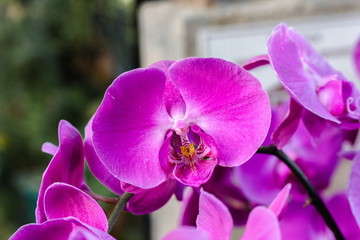 Beautiful and colorful orchid flowers in the garden