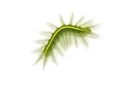 Mango Baron (Euthalia aconthea) caterpillar