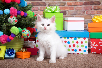 Fototapeta na wymiar Fluffy white kitten sitting on brown carpet next to small christmas tree with yarn ball and toy mice decorations, surrounded by colorful presents with bows. Looking directly at viewer.