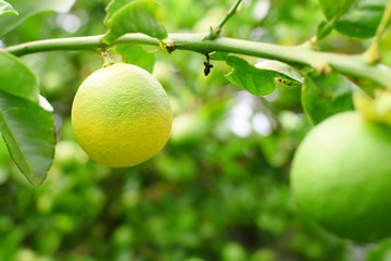 Lime green tree hanging from the branches