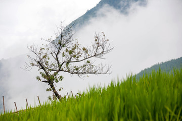 Obraz na płótnie Canvas tree and rice field in the mist