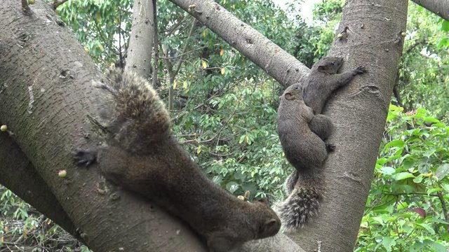 4k, Pallas's squirrel have sex in the tree of the Daan park forest, Taipei city -Dan