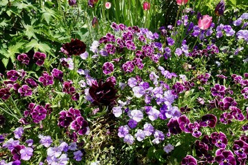 Obraz premium 春の花々