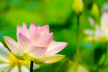 Obraz premium 蓮の花